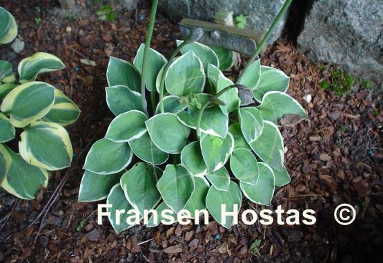 Hosta Country Mouse